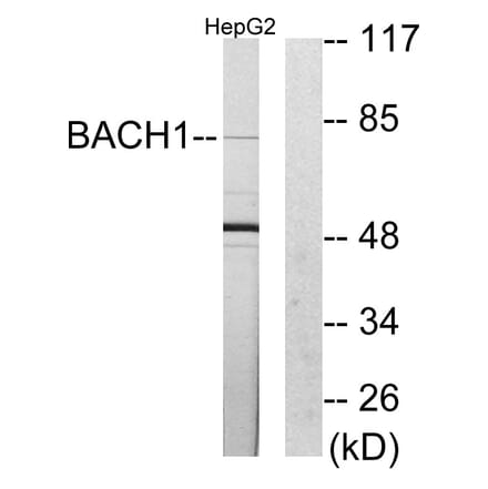 Western Blot - Anti-BACH1 Antibody (C10055) - Antibodies.com