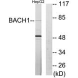 Western Blot - Anti-BACH1 Antibody (C10055) - Antibodies.com