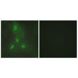 Immunofluorescence - Anti-BACH1 Antibody (C10055) - Antibodies.com