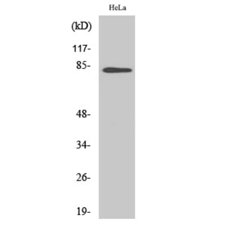 Western Blot - Anti-BACH1 Antibody (C10055) - Antibodies.com