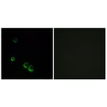 Immunofluorescence - Anti-AVPR2 Antibody (G788) - Antibodies.com
