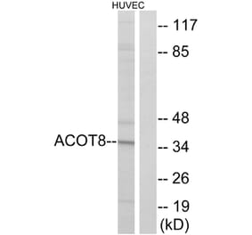 Western Blot - Anti-ACOT8 Antibody (C14273) - Antibodies.com