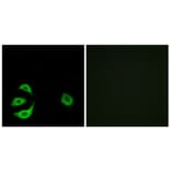 Immunofluorescence - Anti-ACOT8 Antibody (C14273) - Antibodies.com