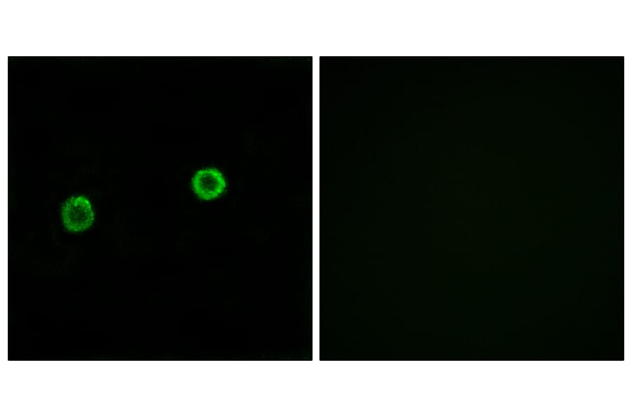 Immunofluorescence - Anti-ACOT4 Antibody (C14272) - Antibodies.com