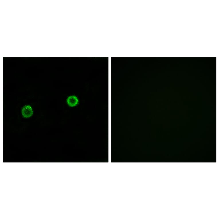 Immunofluorescence - Anti-ACOT4 Antibody (C14272) - Antibodies.com