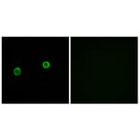 Immunofluorescence - Anti-ACOT4 Antibody (C14272) - Antibodies.com