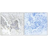 Immunohistochemistry - Anti-ACOT1 Antibody (C14268) - Antibodies.com