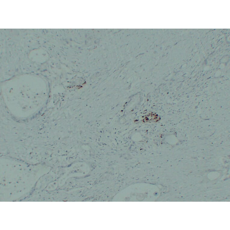 Immunohistochemistry - Anti-IGF 2 Antibody (V0085) - Antibodies.com