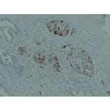 Immunohistochemistry - Anti-IGF 2 Antibody (V0085) - Antibodies.com
