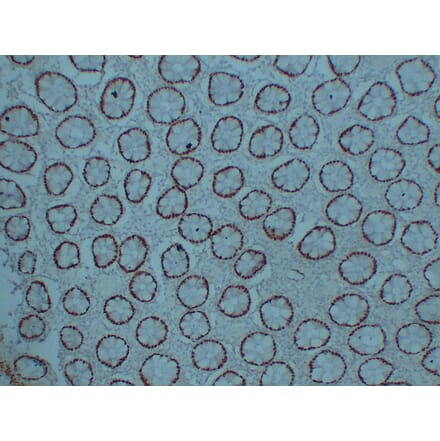 Immunohistochemistry - Anti-CDX 2 Antibody (V0040) - Antibodies.com