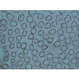 Immunohistochemistry - Anti-CDX 2 Antibody (V0040) - Antibodies.com