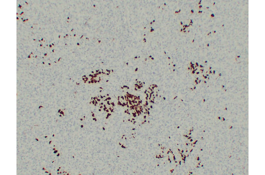 Immunohistochemistry - Anti-BOB.1 Antibody (V0009) - Antibodies.com