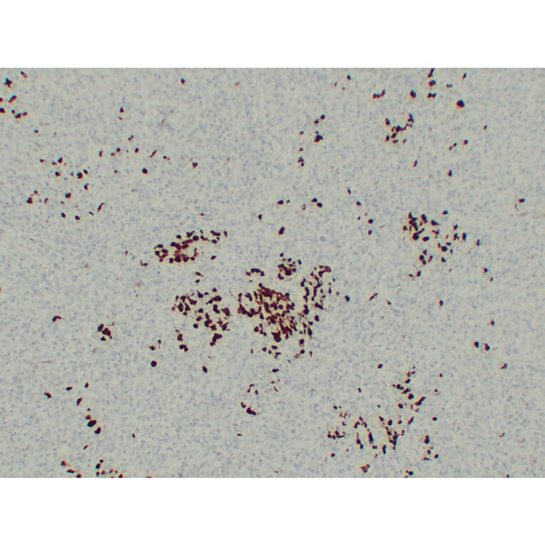 Immunohistochemistry - Anti-BOB.1 Antibody (V0009) - Antibodies.com