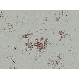 Immunohistochemistry - Anti-BOB.1 Antibody (V0009) - Antibodies.com