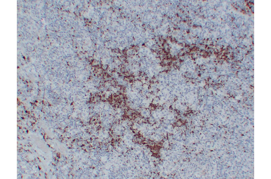 Immunohistochemistry - Anti-BOB.1 Antibody (V0009) - Antibodies.com