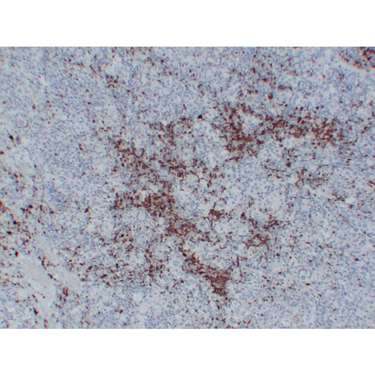 Immunohistochemistry - Anti-BOB.1 Antibody (V0009) - Antibodies.com