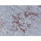 Immunohistochemistry - Anti-BOB.1 Antibody (V0009) - Antibodies.com