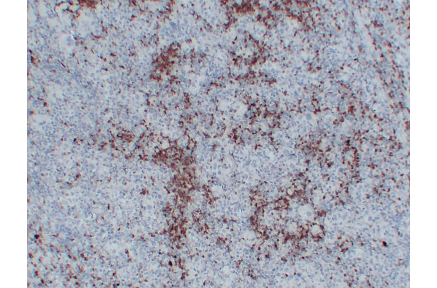 Immunohistochemistry - Anti-BOB.1 Antibody (V0009) - Antibodies.com