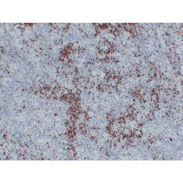 Immunohistochemistry - Anti-BOB.1 Antibody (V0009) - Antibodies.com