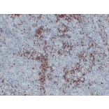 Immunohistochemistry - Anti-BOB.1 Antibody (V0009) - Antibodies.com