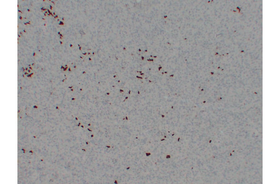 Immunohistochemistry - Anti-BOB.1 Antibody (V0009) - Antibodies.com