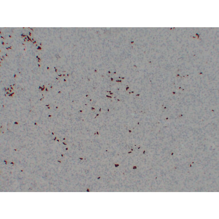 Immunohistochemistry - Anti-BOB.1 Antibody (V0009) - Antibodies.com