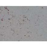 Immunohistochemistry - Anti-BOB.1 Antibody (V0009) - Antibodies.com