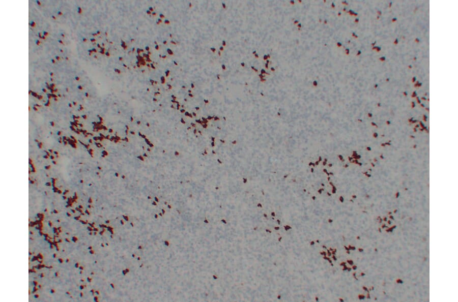 Immunohistochemistry - Anti-BOB.1 Antibody (V0009) - Antibodies.com