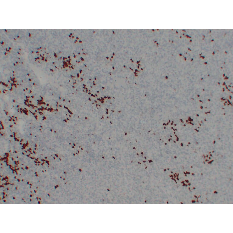 Immunohistochemistry - Anti-BOB.1 Antibody (V0009) - Antibodies.com