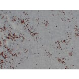 Immunohistochemistry - Anti-BOB.1 Antibody (V0009) - Antibodies.com