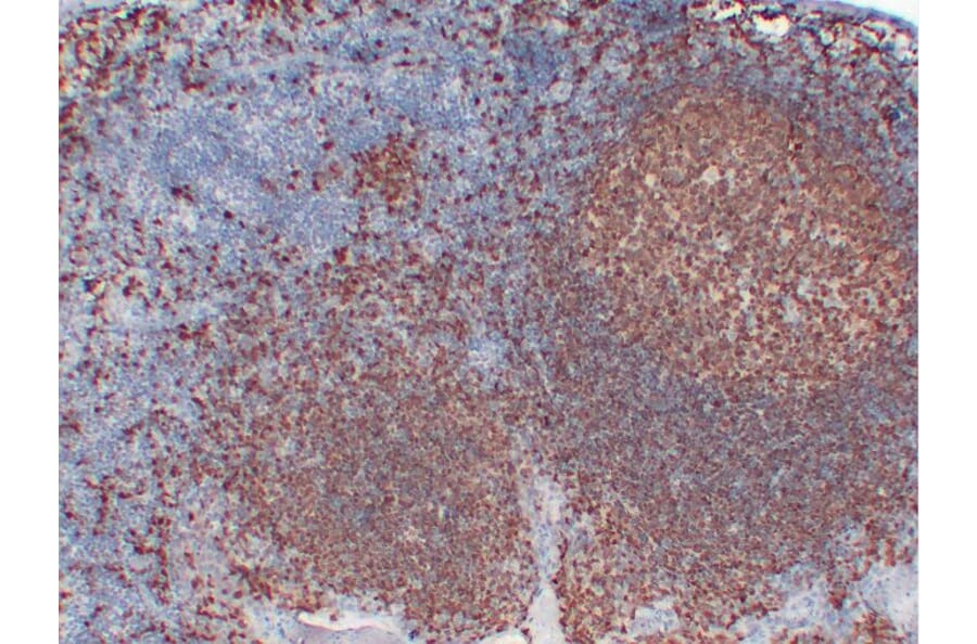 Immunohistochemistry - Anti-BOB.1 Antibody (V0009) - Antibodies.com