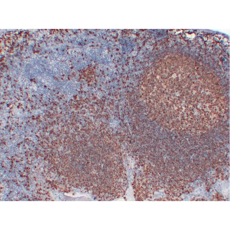 Immunohistochemistry - Anti-BOB.1 Antibody (V0009) - Antibodies.com