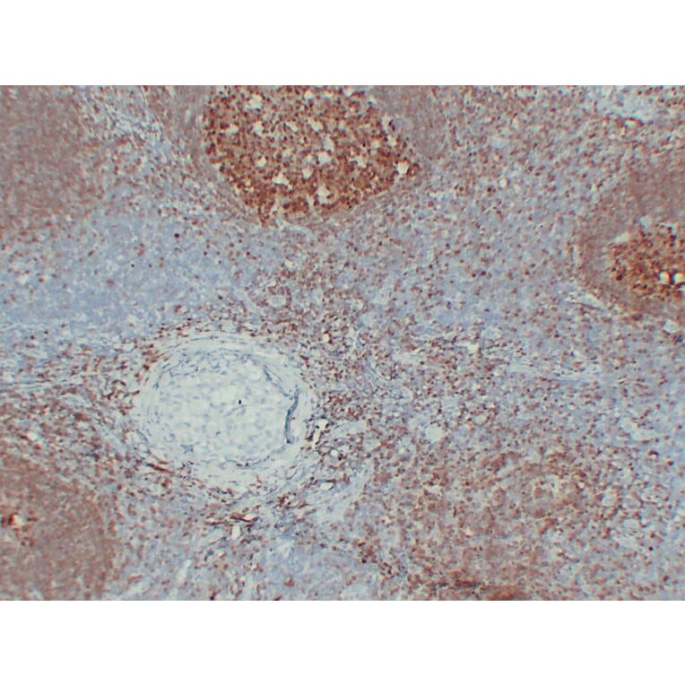 Immunohistochemistry - Anti-BOB.1 Antibody (V0009) - Antibodies.com