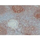 Immunohistochemistry - Anti-BOB.1 Antibody (V0009) - Antibodies.com