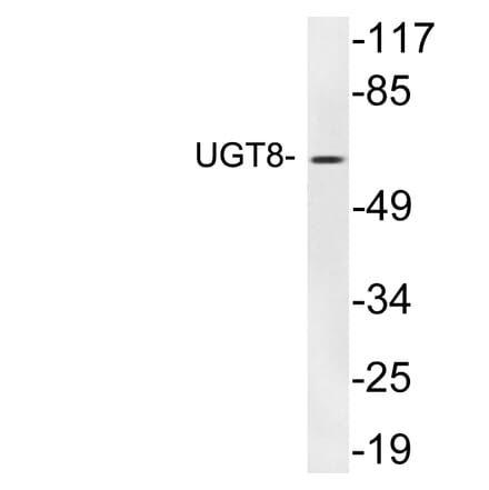 Western Blot - Anti-UGT8 Antibody (R12-2402) - Antibodies.com