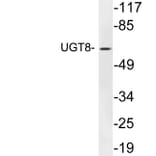 Western Blot - Anti-UGT8 Antibody (R12-2402) - Antibodies.com