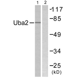 Western Blot - Anti-Uba2 Antibody (C0383) - Antibodies.com