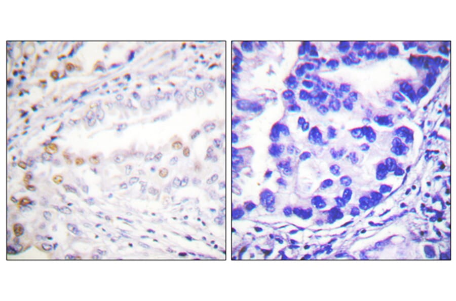 Immunohistochemistry - Anti-Uba2 Antibody (C0383) - Antibodies.com