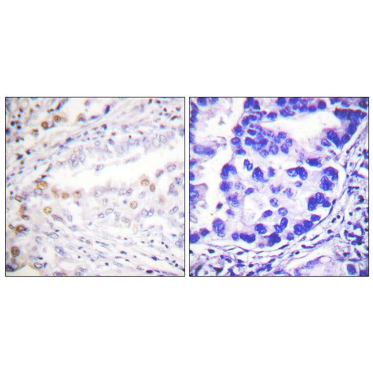 Immunohistochemistry - Anti-Uba2 Antibody (C0383) - Antibodies.com