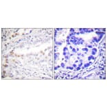 Immunohistochemistry - Anti-Uba2 Antibody (C0383) - Antibodies.com