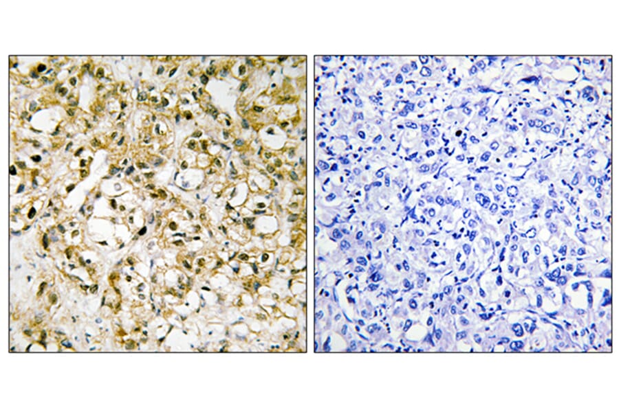 Immunohistochemistry - Anti-TFAM Antibody (C10817) - Antibodies.com