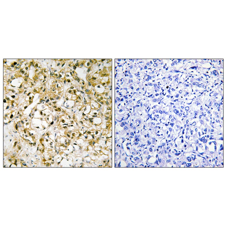 Immunohistochemistry - Anti-TFAM Antibody (C10817) - Antibodies.com