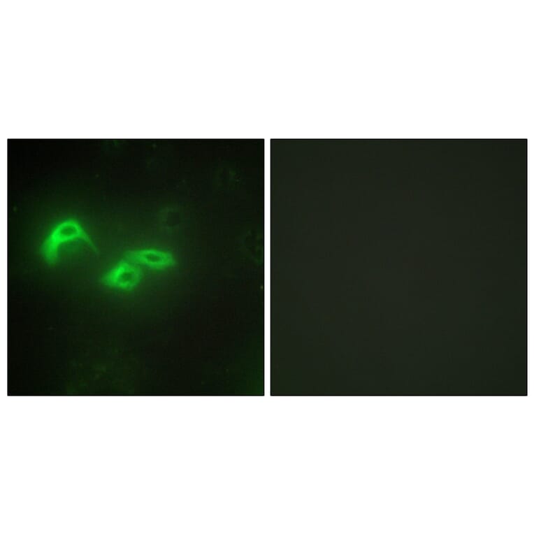 Immunofluorescence - Anti-TFAM Antibody (C10817) - Antibodies.com