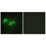 Immunofluorescence - Anti-TFAM Antibody (C10817) - Antibodies.com
