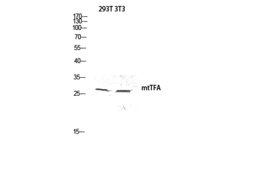 Western Blot - Anti-TFAM Antibody (C10817) - Antibodies.com
