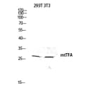 Western Blot - Anti-TFAM Antibody (C10817) - Antibodies.com