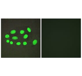 Immunofluorescence - Anti-SPZ1 Antibody (C11631) - Antibodies.com