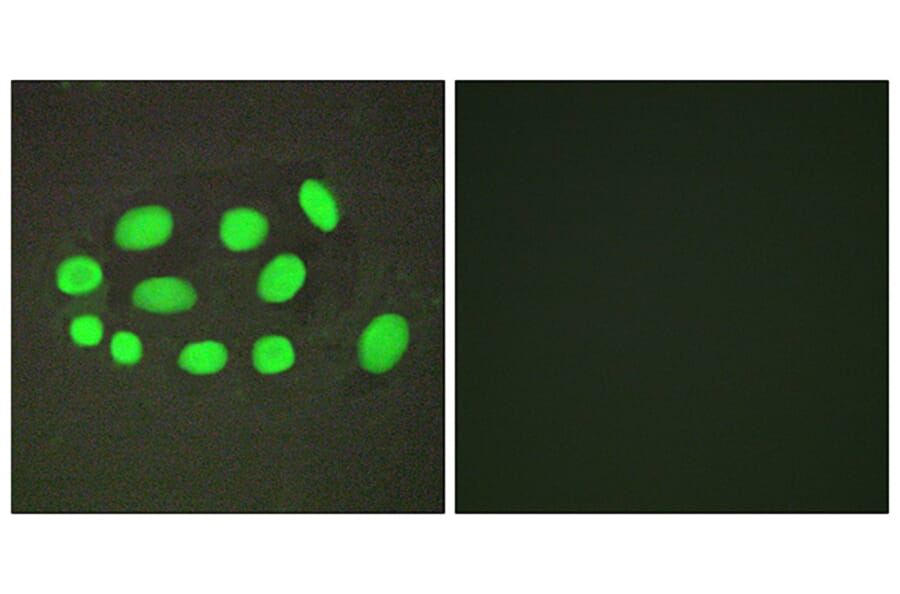 Immunofluorescence - Anti-SPZ1 Antibody (C11631) - Antibodies.com
