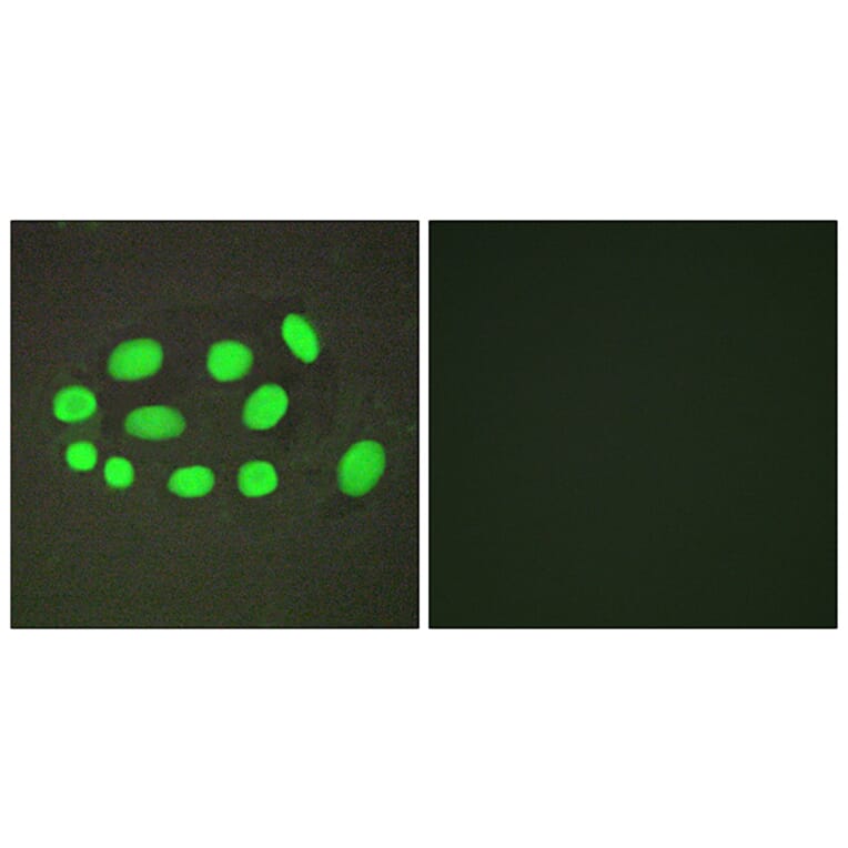 Immunofluorescence - Anti-SPZ1 Antibody (C11631) - Antibodies.com