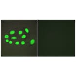 Immunofluorescence - Anti-SPZ1 Antibody (C11631) - Antibodies.com